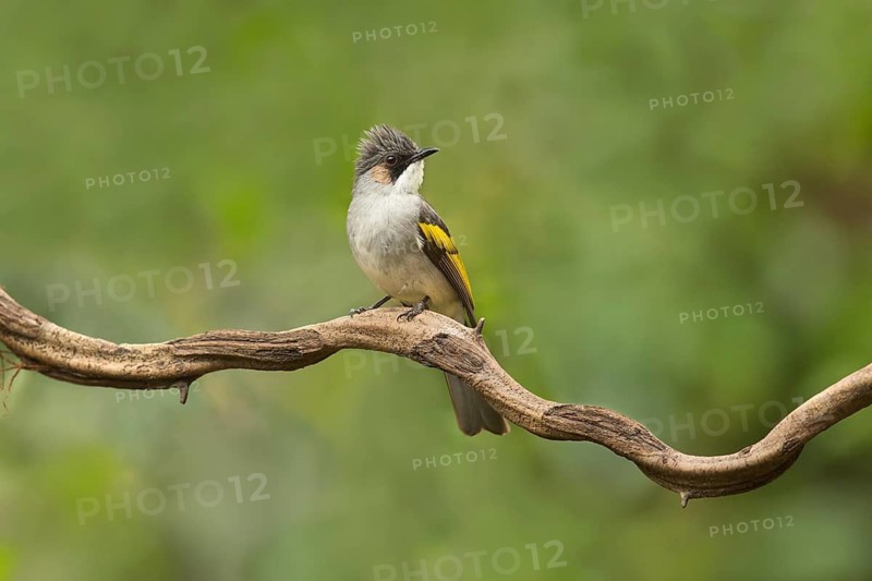 Ashy Bulbul (Hemixos flavala) perched on a branch, Yunnan, China