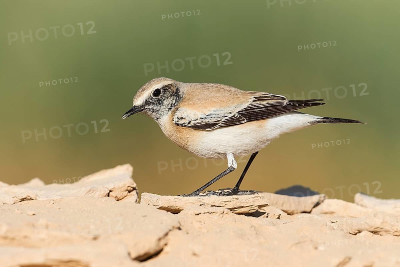 Desert Wheatear (Oenanthe deserti homochroa) Eilat, Israel