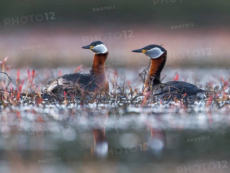 Red-necked Grebe (Podiceps grisegena) pair, Mecklenburg-Western Pomerania, Germany