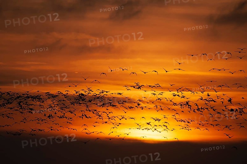 Pink-footed goose (Anser brachyrhynchus) adult geese birds in flight in a large flock or skein silhouette at sunset in winter, Norfolk, England, United Kingdom