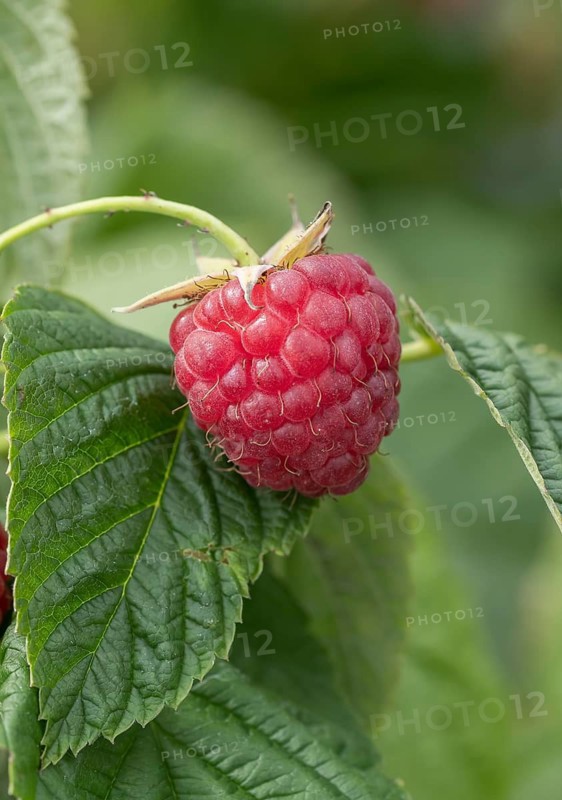 Raspberry (Rubus idaeus 'Little Sweet Sister'), BS Sämann, Germany