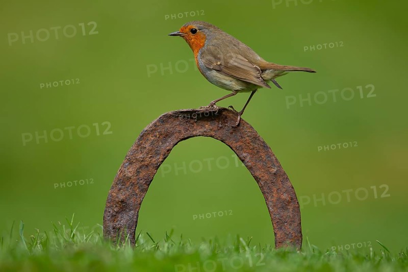 European robin (Erithacus rubecula) adult bird on a horseshoe in garden lawn, Norfolk, England, United Kingdom
