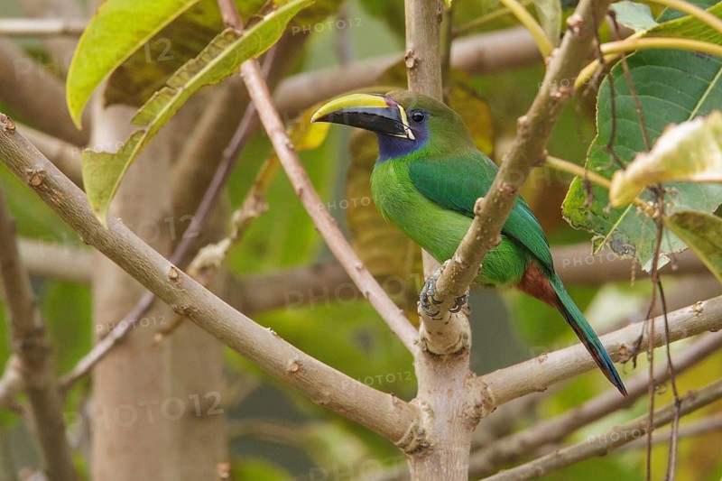Emerald Toucanet (Aulacorhynchus prasinus) perched on a branch in Costa Rica