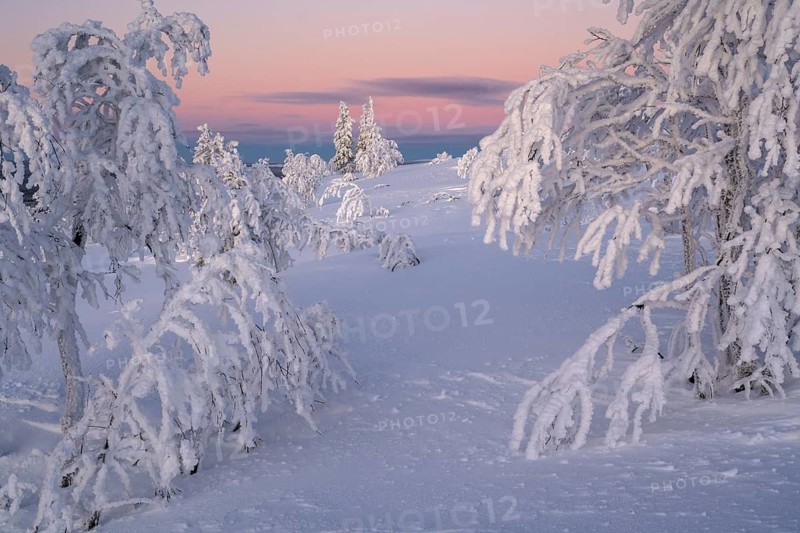 Snowy spruces and birches at dusk, Norrbotten, Lapland, Sweden, February 2024