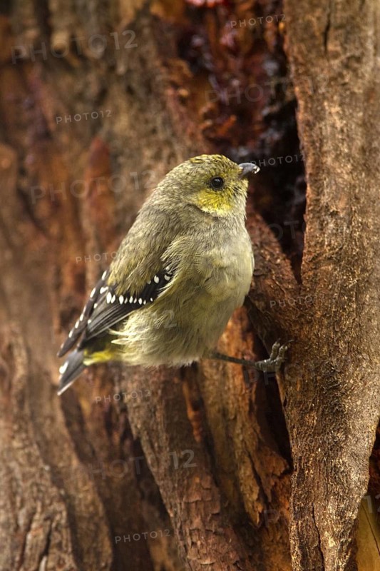 Forty-spotted Pardalote (Pardalotus quadragintus), Tasmania, Australia