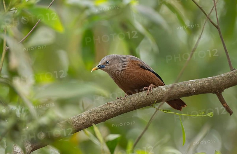 A chestnut-tailed starling (Sturnia malabarica) on tree branch, Sreepur, Gazipur, Bangladesh