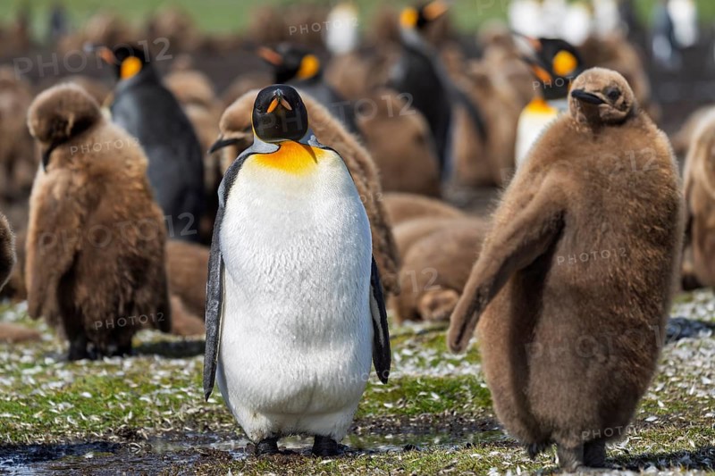 King penguin (Aptenodytes patagonicus), adult bird standing between chicks in brown down plumage in the breeding colony, Volunteer Point, Falkland Islands