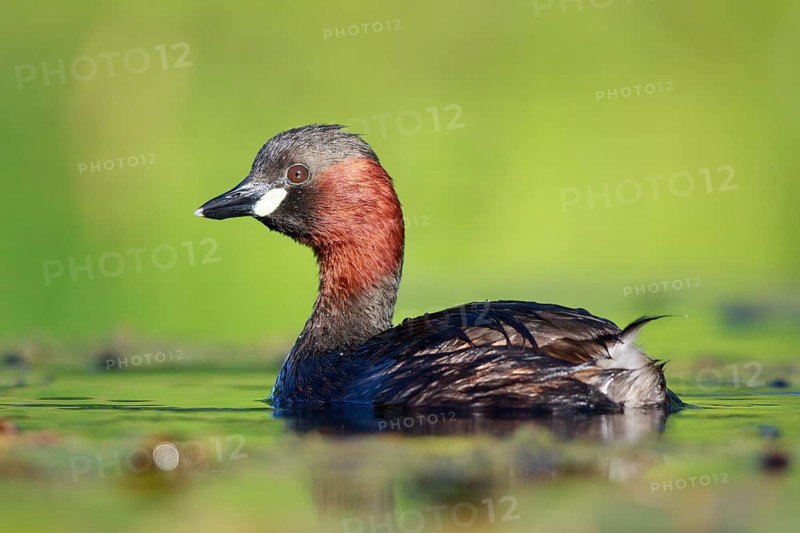 Little Grebe (Tachybaptus ruficollis), North Rhine-Westphalia, Germany