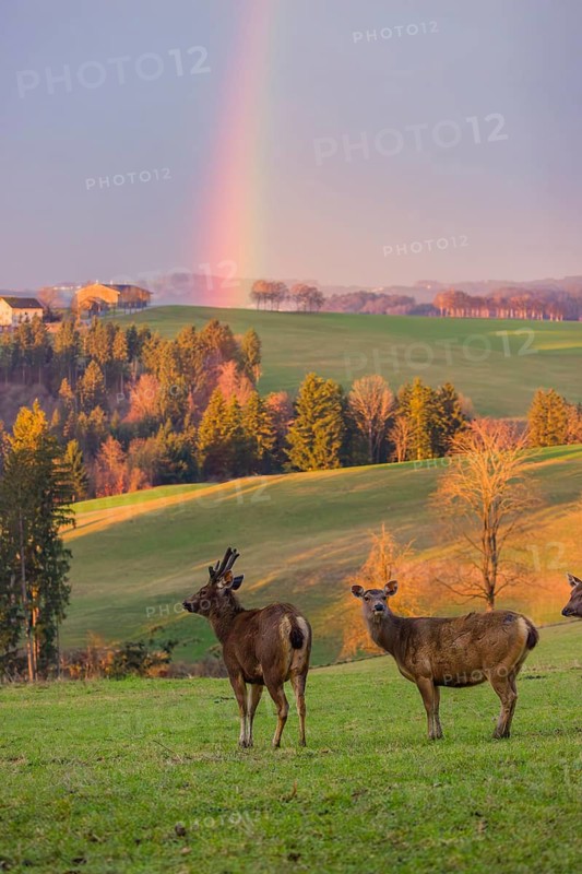 Two female sambar deer and a stag (Rusa unicolor) stand in a meadow with a rainbow behind them