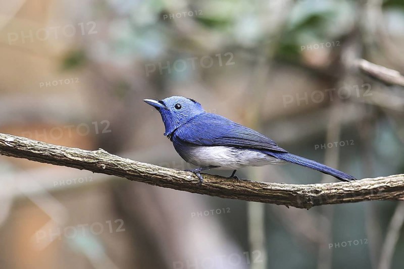 Black-naped Monarch (Hypothymis azurea) male perched on a branch, Kaeng Krachan, Thailand
