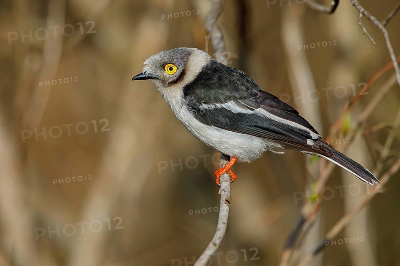 White-fronted shrike, (Prionops plumata), wanga shrike, passerine birds, Africa, Mkuze Game Reserve, Mkuze, KwaZulu-Natal, South Africa