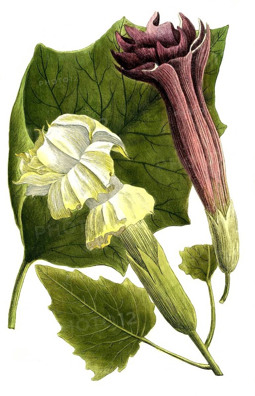 Botany, Plants, Common Pinapple, Datura stramonium, Stramonia egyptiaca foetida, Stramonia five Datura egyptiaca