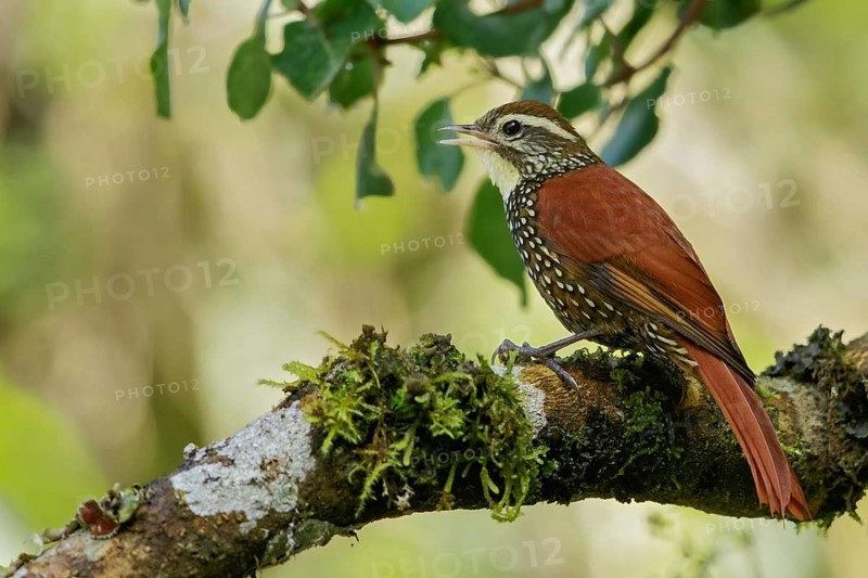 Pearled Treerunner (Margarornis squamiger) perched on a branch in the Andes Mountains of Colombia