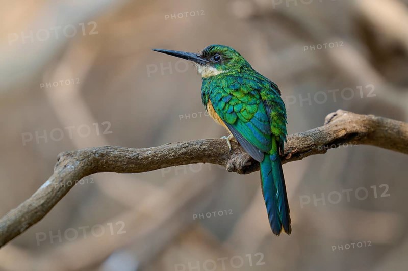 Bird with green plumage sitting quietly on a branch, Rufous-tailed jacamar (Galbula ruficauda), Pantanal, Mato Grosso, Brazil