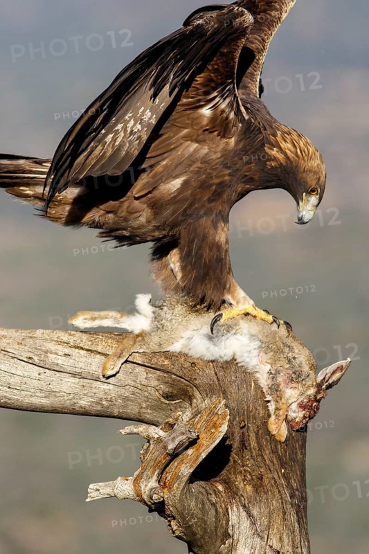 Golden Eagle (Aquila chrysaetos) male eating a rabbit, Castile and Leon, Spain