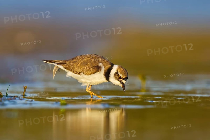 Little Ringed Plover (Charadrius dubius) foraging, North Rhine-Westphalia, Germany