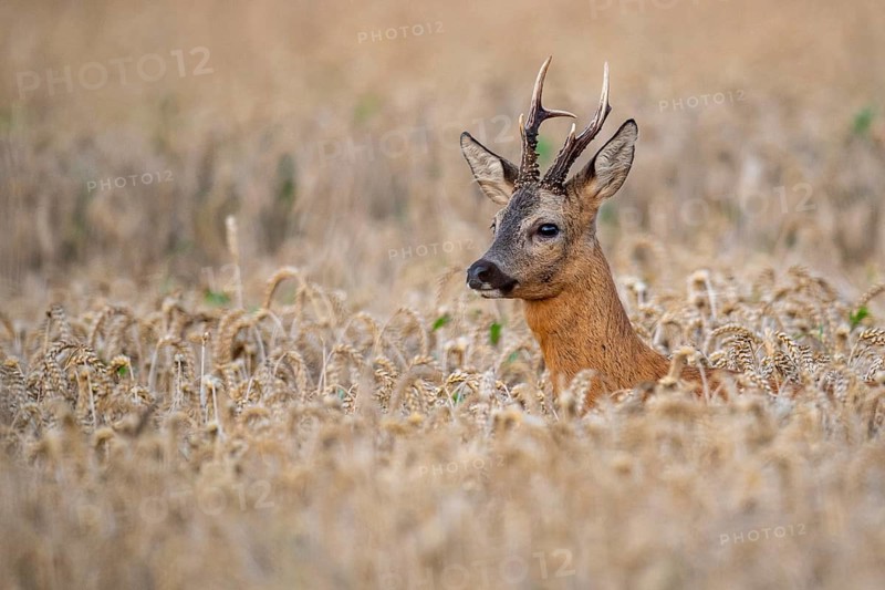 Roebuck (Capreolus capreolus) in wheat, Vechta, Lower Saxony, Germany