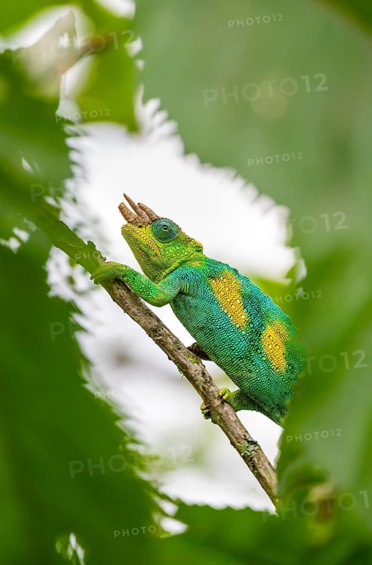 Three-horned chameleon (Trioceros jacksonii), male, between leaves on a branch, Bwindi Impenetrable Forest National Park, Uganda
