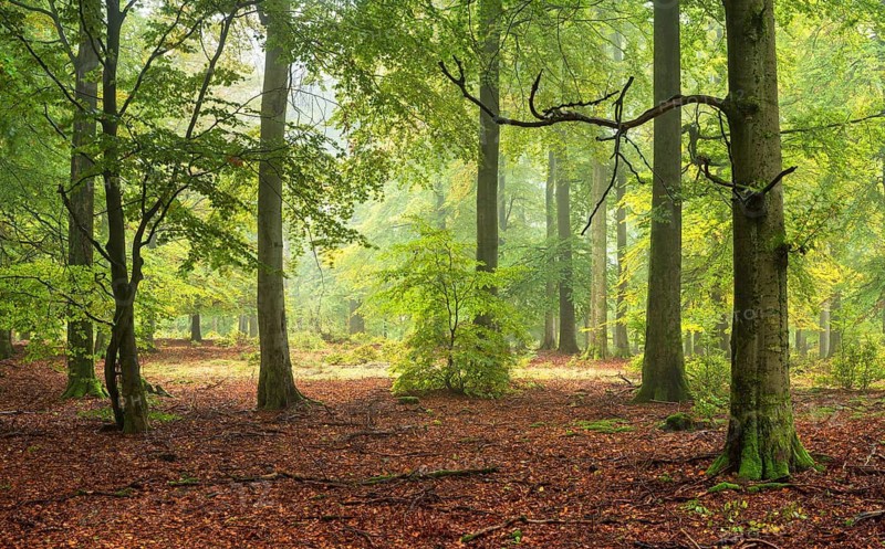 Old beech forest (fagus) in autumn with fog, Kellerwald-Edersee National Park, Hesse, Germany
