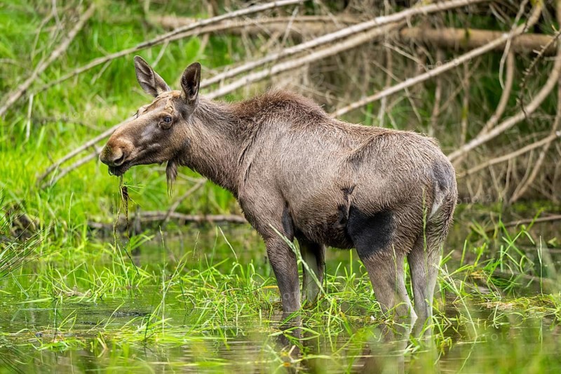 Eurasian elk (Alces alces) standing in a little swamp in early summer, Bavarian Forest, Bavaria, Germany