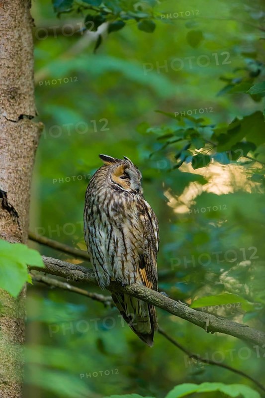 One long-eared owl (Asio otus), sitting on a branch of a tree, between green leaves