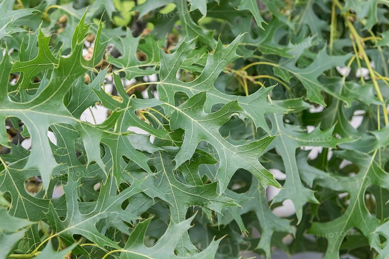 Oak (Quercus ellipsoidalis MAJESTIC SKIES), Home Depot, United States of America