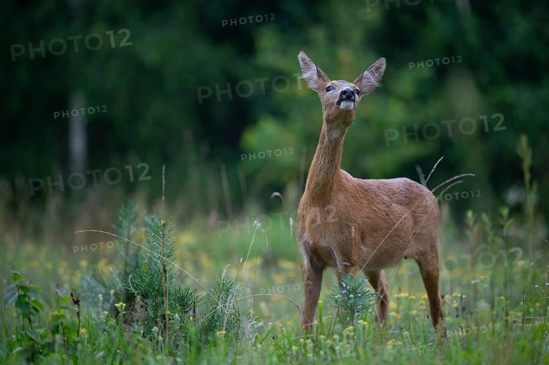 Roe deer (Capreolus capreolus) securing a forest clearing, Tyrol, Austria