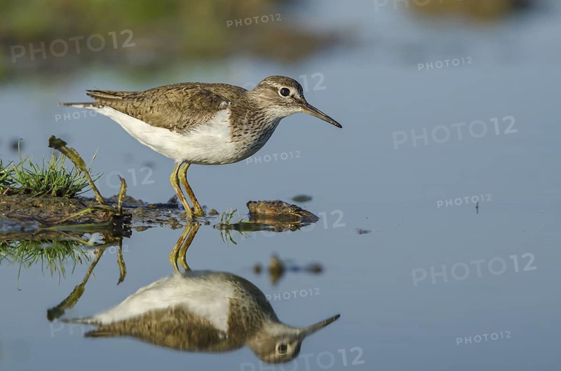 Common Sandpiper (Actitis hypoleucos), Schleswig-Holstein, Germany