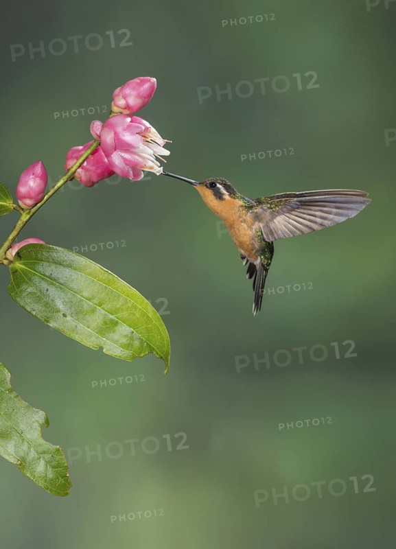 Purple-throated Mountaingem (Lampornis calolaemus) female flying while feeding at a flower, Costa Rica