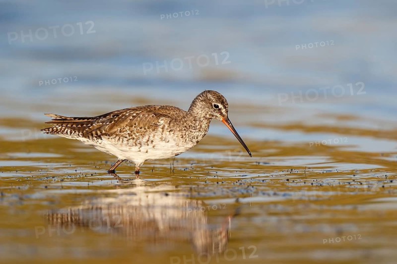 Spotted Redshank (Tringa erythropus) foraging, Lesvos, Greece