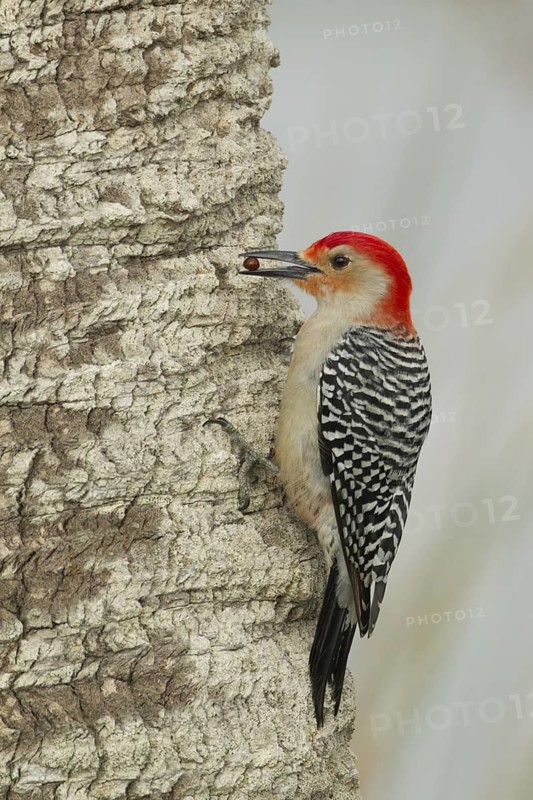 Red-bellied Woodpecker (Melanerpes carolinus) male climbing up tree, Florida, USA