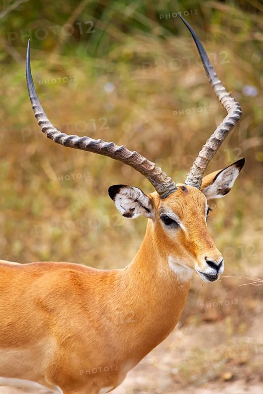Impala (Aepyceros) with beautiful antlers, Akagera National Park or Kagera National Park, Eastern Province, Rwanda