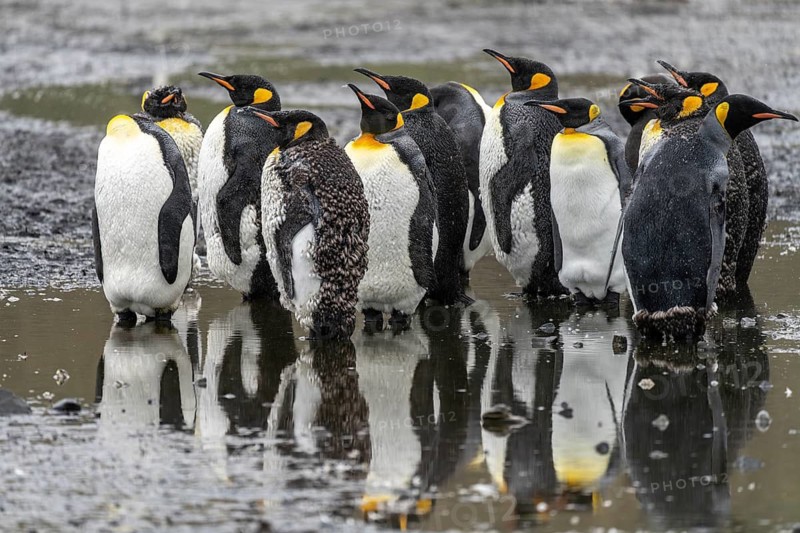 King penguins (Aptenodytes patagonicus), group during moult standing in shallow water with reflection, St. Andrews Bay, South Georgia