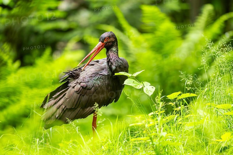 Black stork (Ciconia nigra) standing on a meadow, Bavaria, Germany