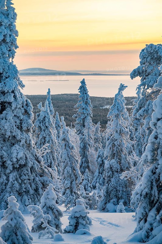 Winter landscape with snow-covered trees, Riisitunturi National Park, Posio, Lapland, Finland
