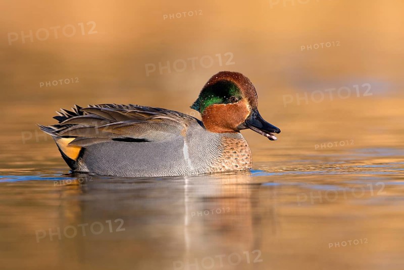 Green-winged Teal (Anas carolinensis) male, British Columbia, Canada