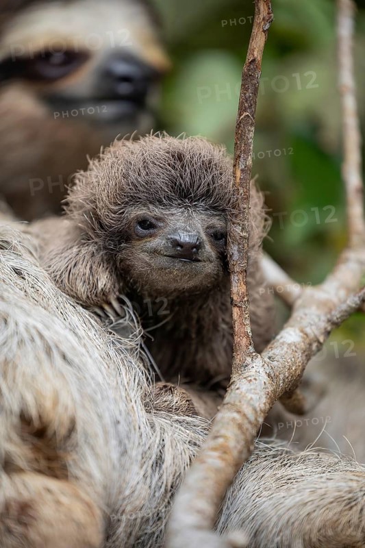 Close up of a cute baby three-toed sloth (Bradypus variegatus) resting on its mother's belly. Manzanillo, Limon, Costa Rica