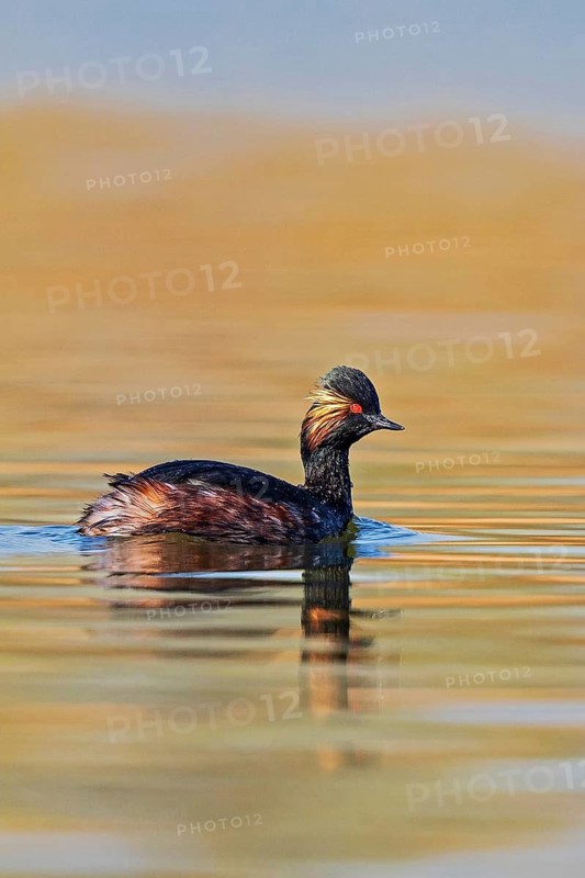 Black-necked Grebe (Podiceps nigricollis) adult bird in splendid plumage with intense red eyes swimming on lake and reflected in calm water, Baden-Württemberg, Germany