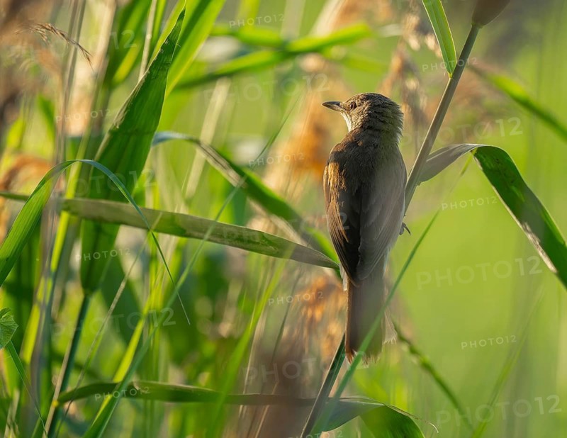 Reed warbler (Acrocephalus arundinaceus) on a reed stem, reed (Phragmites australis), Lower Saxony, Germany