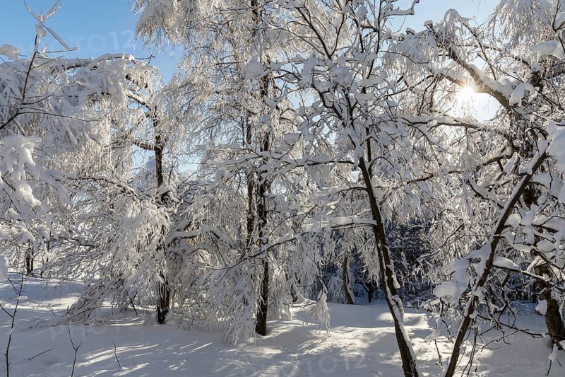 Sunny winter landscape with snow-covered trees, bushes, trails and branches covered with hoarfrost on the Ore Mountains Ridge, Zinnwald-Georgenfeld, Altenberg, Eastern Ore Mountains, Saxony, Germany