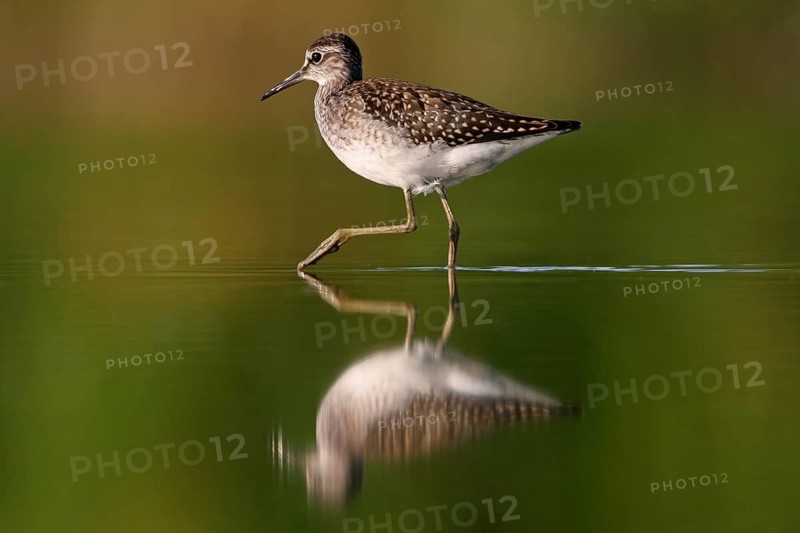 Wood sandpiper (Tringa glareola), Chevalier sylvain, Andarríos Bastardo, Raysut, Salalah, Sohar, Oman