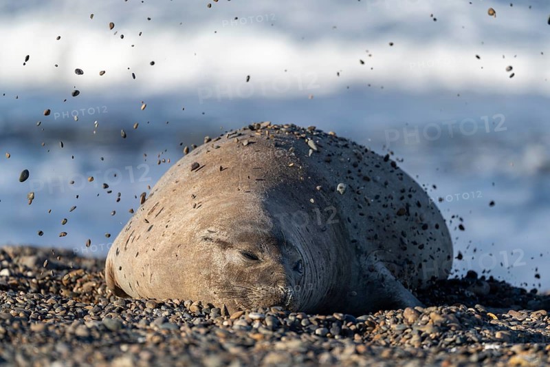 Southern elephant seal (Mirounga leonina), female, lying on the pebble beach and throwing stones on her back, Punta Ninfas, Valdés Peninsula, Patagonia, Argentina