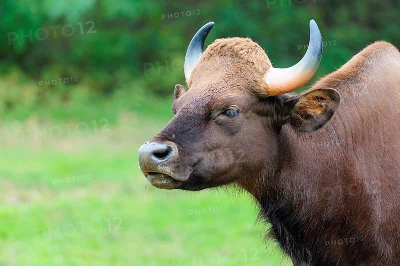 Portrait of a male Gaur (Bos gaurus gaurus) on a pasture. Indian subcontinent and Southeast Asia
