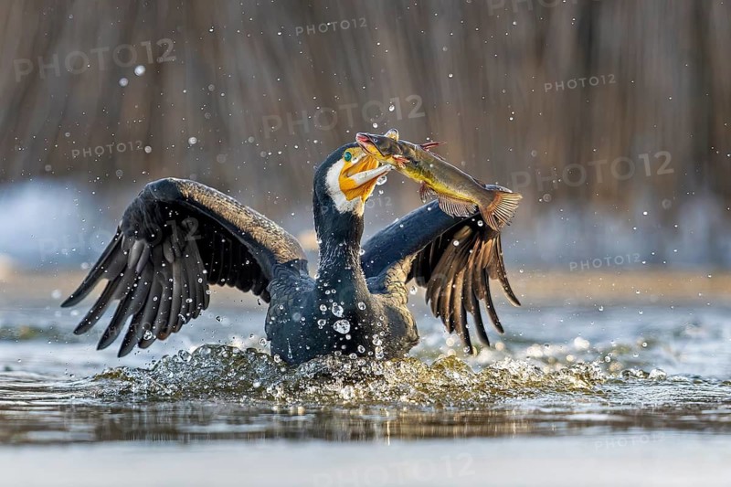 Cormorant (Phalacrocorax carbo) with catfish as prey, hunting, fishing, successful, Black bullhead (Ameiurus melas), eating, invasive species, hunting scene, sunrise, morning light, Kiskunsag National Park, Hungary