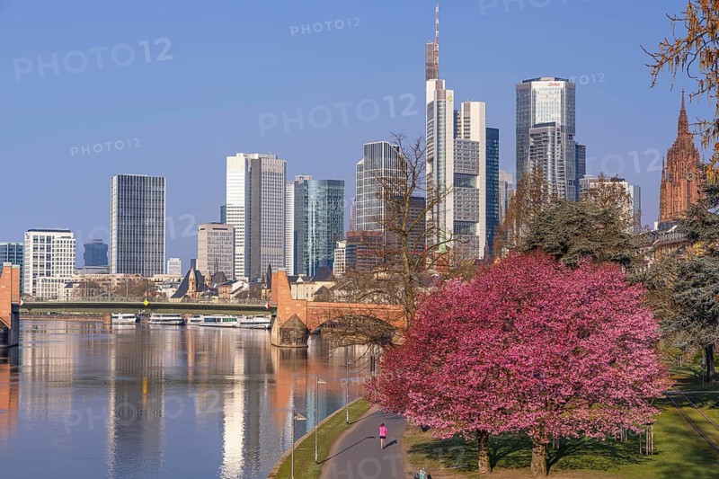 The ornamental cherries on the banks of the Main in Frankfurt start to bloom at spring arrival, Frankfurt am Main, Hesse, Germany