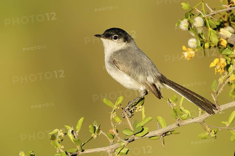 Black-tailed Gnatcatcher (Polioptila melanura), Arizona, USA