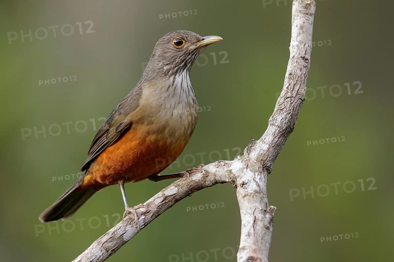 Rufous-bellied Thrush (Turdus rufiventris) perched on a branch in the Atlantic Rainforest Region of Brazil