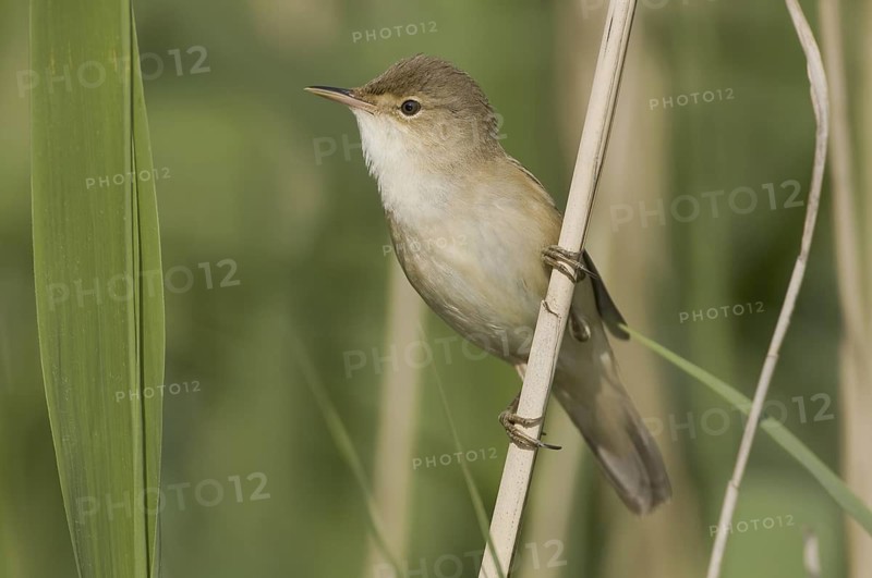 Eurasian Reed Warbler (Acrocephalus scirpaceus), Saxony, Germany