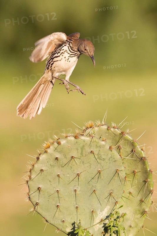 Long-billed Thrasher (Toxostoma longirostre) flying, Texas, USA