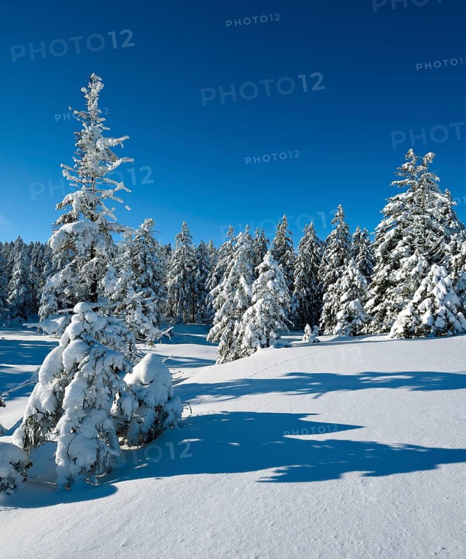 Untouched winter landscape with snow-covered forest under a blue sky near Torfhaus, Harz National Park, Lower Saxony, Germany